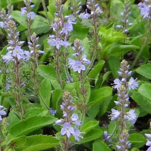 MediGran Veronica officinalis zaden mannetjesereprijs onbespoten