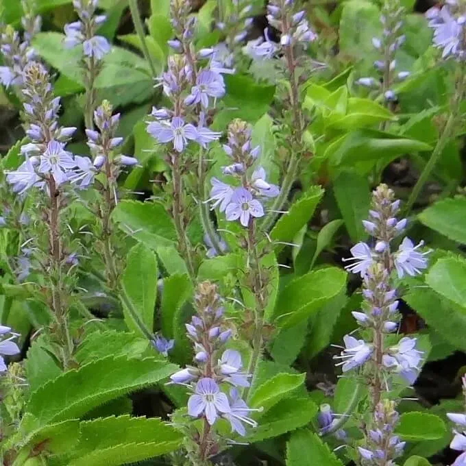 MediGran Veronica officinalis zaden mannetjesereprijs onbespoten