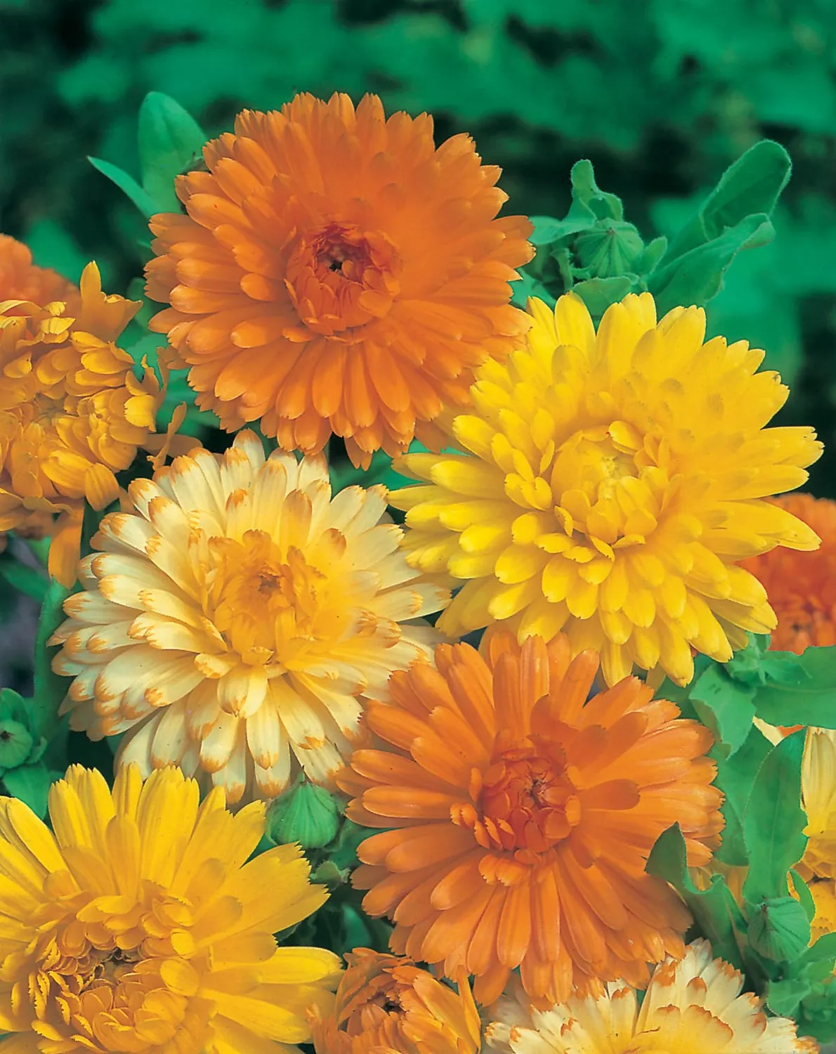 World Botanics Calendula Art Shades bloemzaden mixed pastel