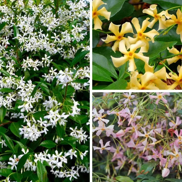 World Botanics Sterjasmijn collectie 3 planten geurend