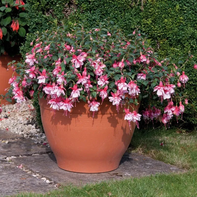 Johnsons Spion Kop fuchsia struik 5 jonge planten