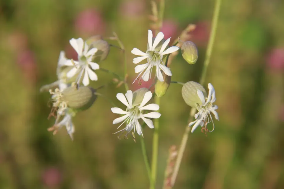 Vitale Rassen Blaassilene bloemzaden onbespoten