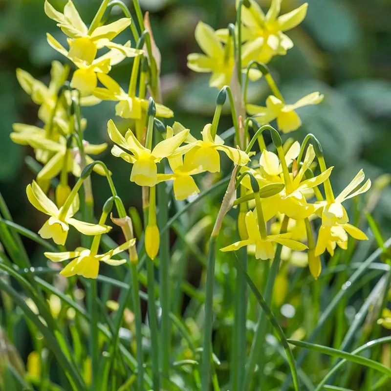 World Botanics Narcissus Hawera bloembollen 15 stuks geel