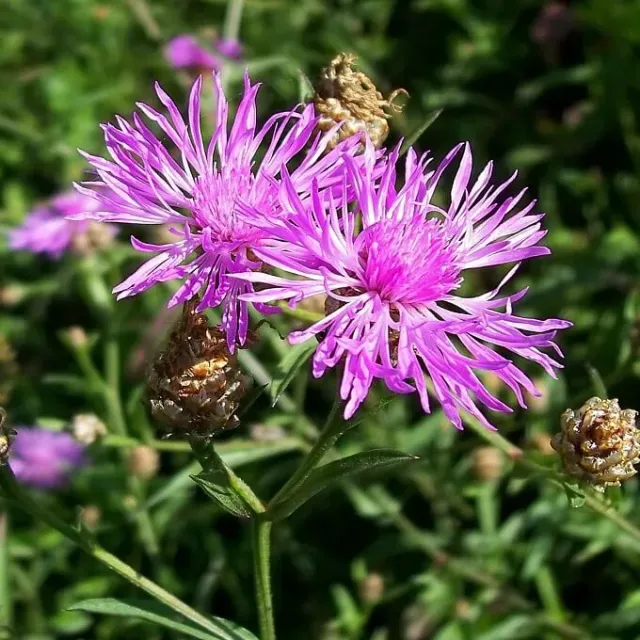 MediGran Centaurea jacea knoopkruid zaden onbespoten