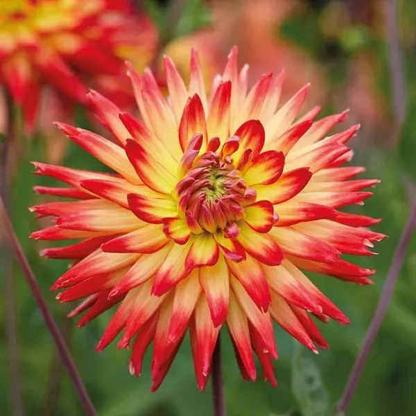 World Botanics Dahlia Karma Bon Bini knol rood geel 120cm