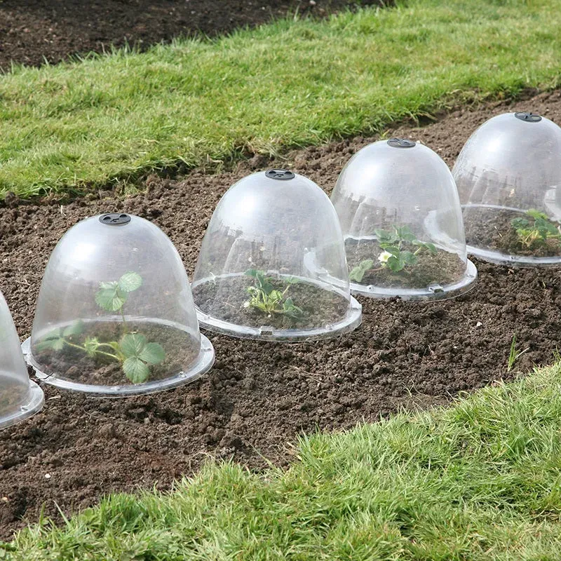 World Botanics Victorian Bell kweekklokken 3 stuks 34 cm