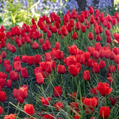 World Botanics Tulip Red Purissima bloembollen 15 stuks