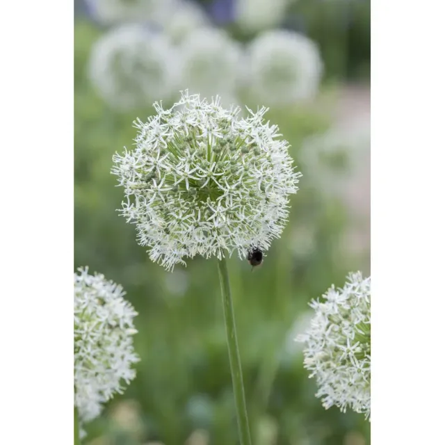 World Botanics Mount Everest sierui bollen 3 stuks