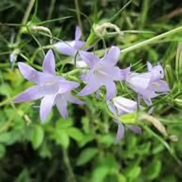 MediGran Campanula patula weideklokje zaden onbespoten