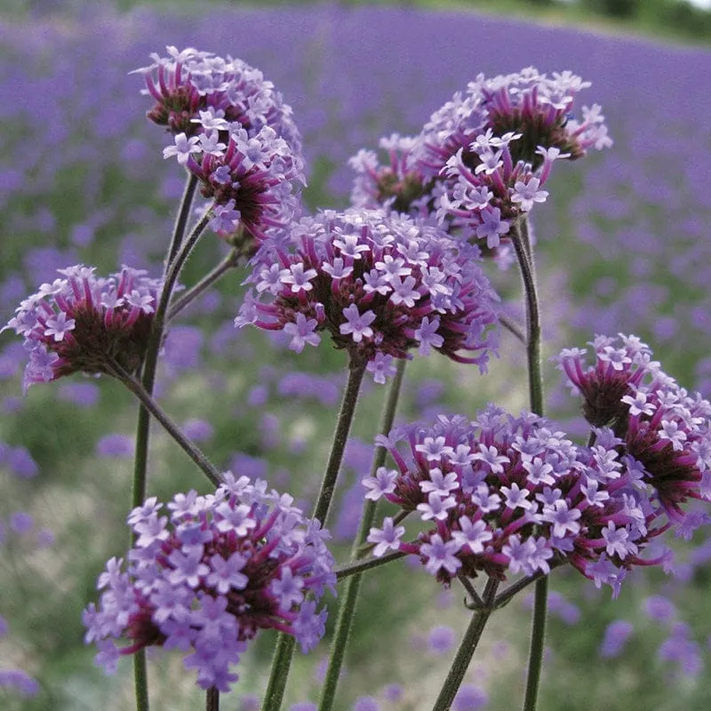 World Botanics Bonariensis verbena 15 tuinplanten lila
