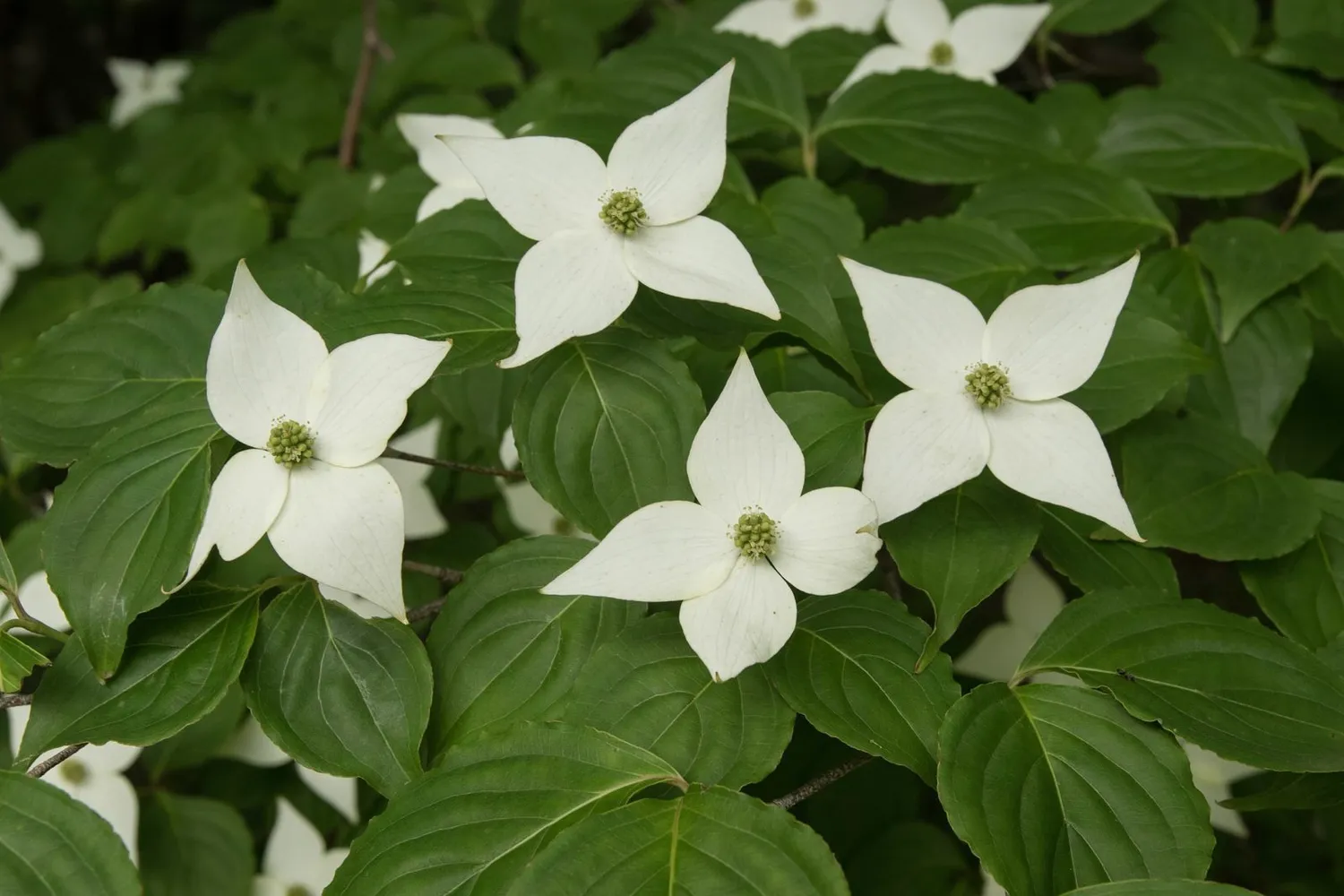 De Tuinen van MergenMetz Schmetterling kornoelje plant 1 meter