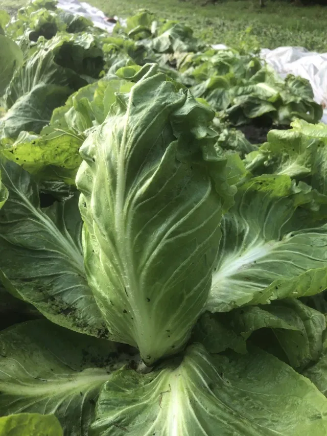Vitale Rassen Groenlof zaden onbespoten winterblad
