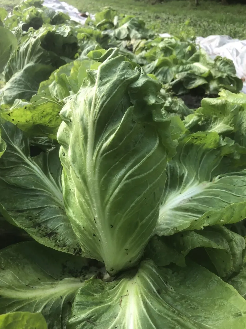 Vitale Rassen Groenlof zaden onbespoten winterblad