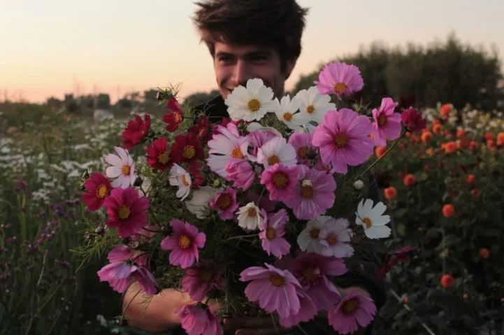 Vitale Rassen Cosmos mix zaden bloemen