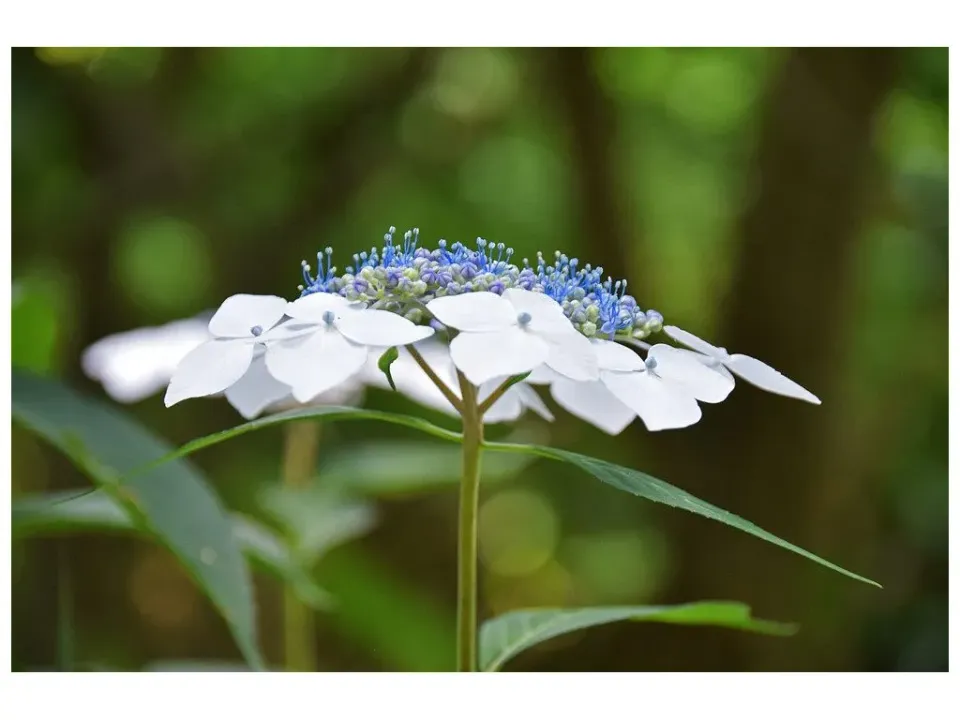 De Tuinen van MergenMetz Theehortensia Odoriko Amacha plant zoet