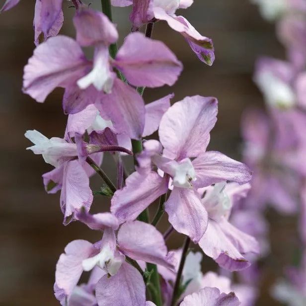 World Botanics Larkspur Fancy Belladonna bloemzaden