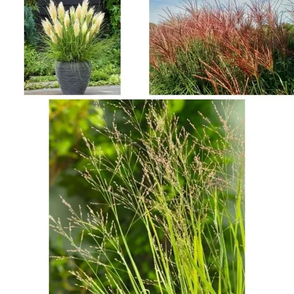 World Botanics Siergrassen potplanten 3 stuks 9 cm