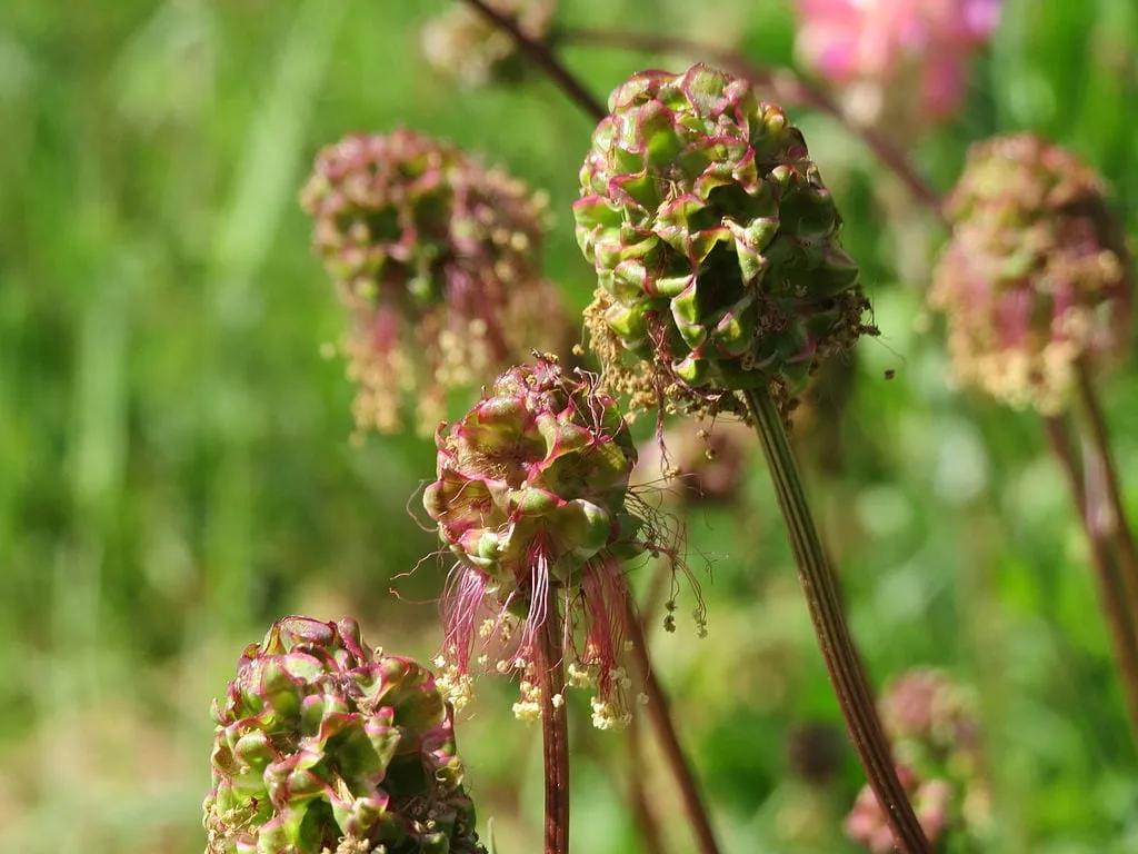 De Tuinen van MergenMetz Kleine pimpernel plant Sanguisorba minor