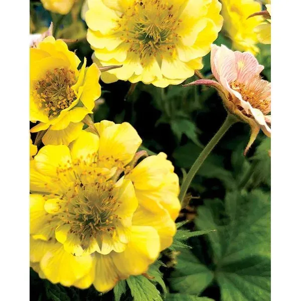 World Botanics Tempo Yellow geum potplant 9 cm 1 stuk
