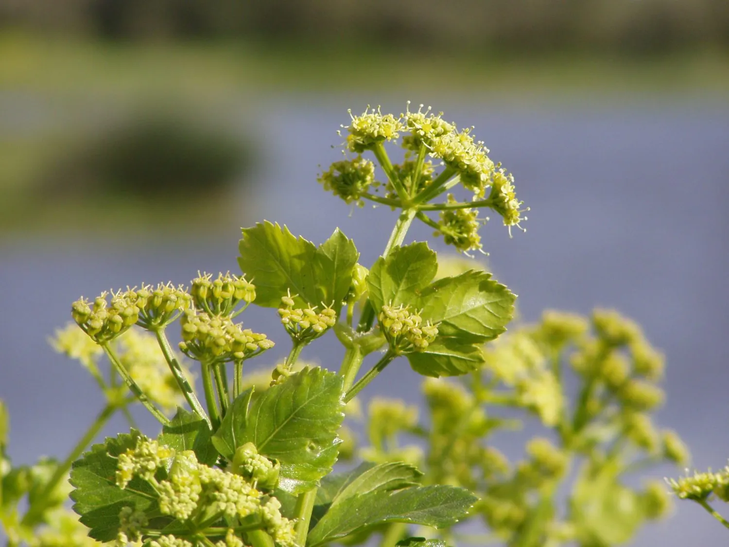 MergenMetz Zwartmoeskervel Smyrnium olusatrum zaden 50 stuks