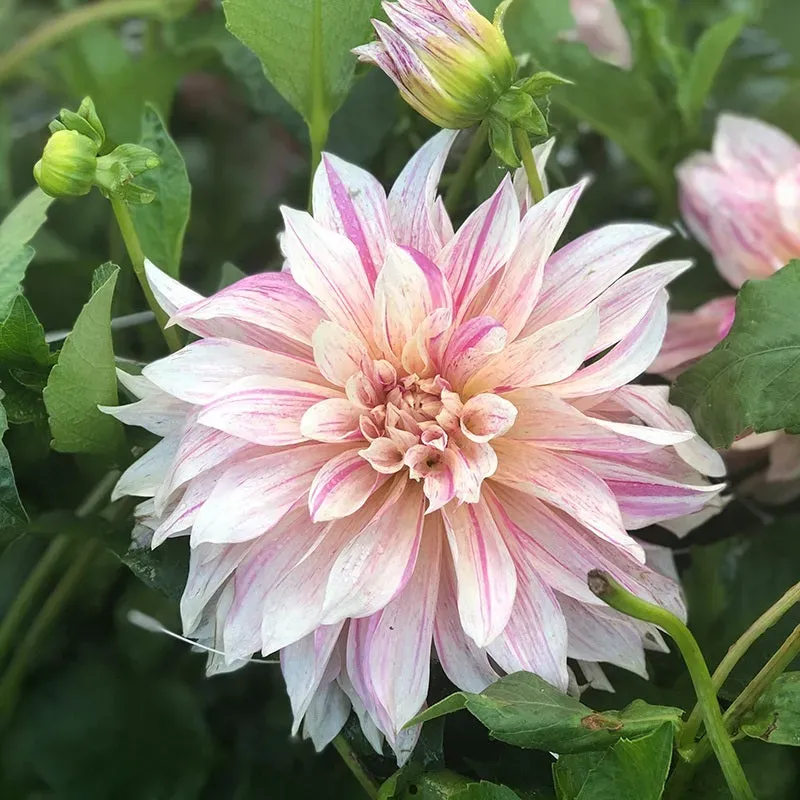 World Botanics Dahlia Cafe au Lait Twist knol 1 stuk roomwit roze