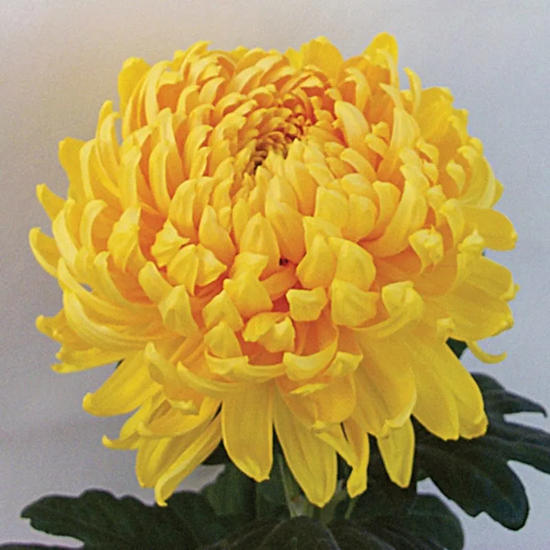 World Botanics Woolmans Chrysanthemum Hogmanay jonge planten collectie