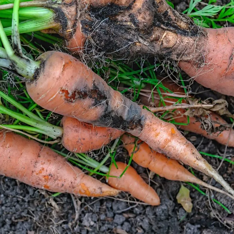 Aaltjes tegen wortelvlieg 60 m2 biologisch