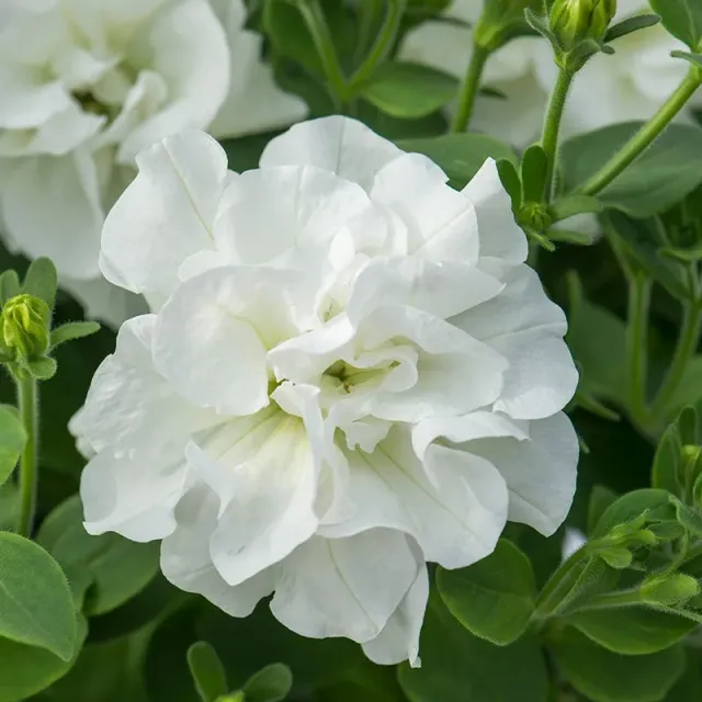 Tumbelina Diana petunia jonge planten 5 stuks wit