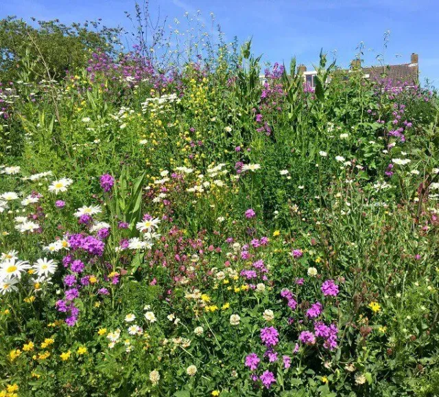MediGran Landschapsflora LKV-16 Plukbloemenmengsel Roze Paars