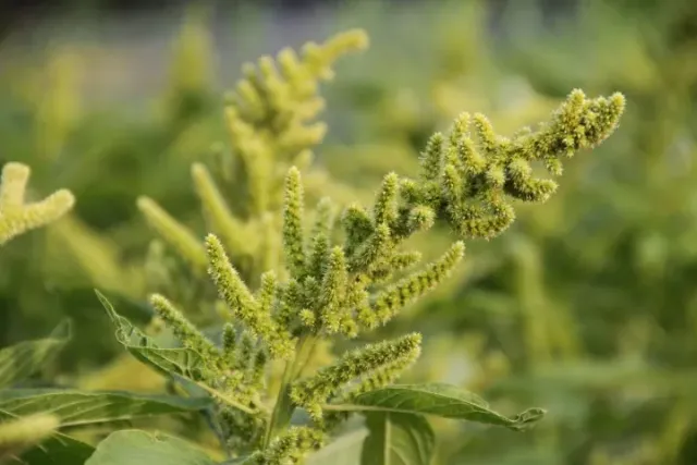 Vitale Rassen Aurelia's Verde amarantzaden groen