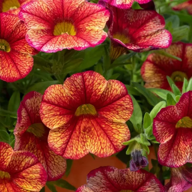 World Botanics Calibrachoa Single Orientale jonge planten 5 stuks oranje