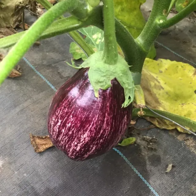 Vitale Rassen Listada de Gandia aubergine zaden onbespoten