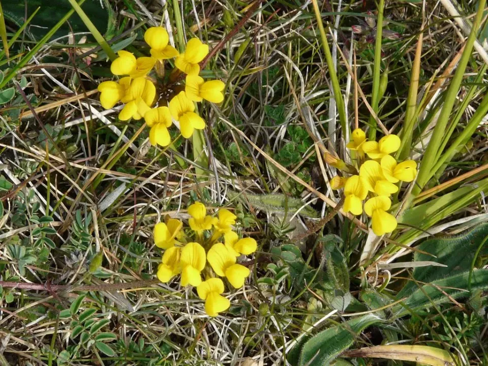 MediGran Hippocrepis comosa zaden paardenhoefklaver zon