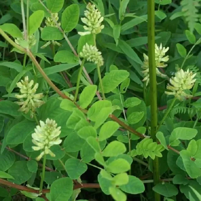 MediGran Astragalus glycyphyllos zaden hokjespeul onbespoten