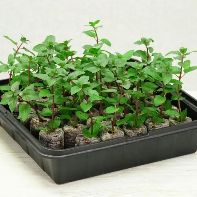 World Botanics Plantable Pellets kweekkasje 35 planten zelfbewaterend