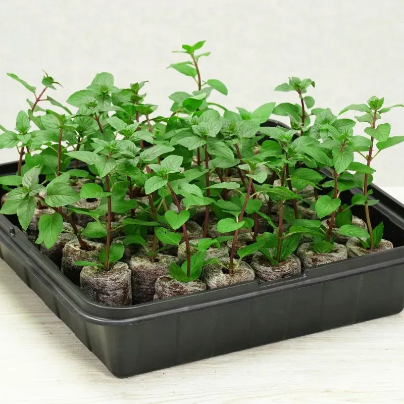 World Botanics Plantable Pellets kweekkasje 35 planten zelfbewaterend