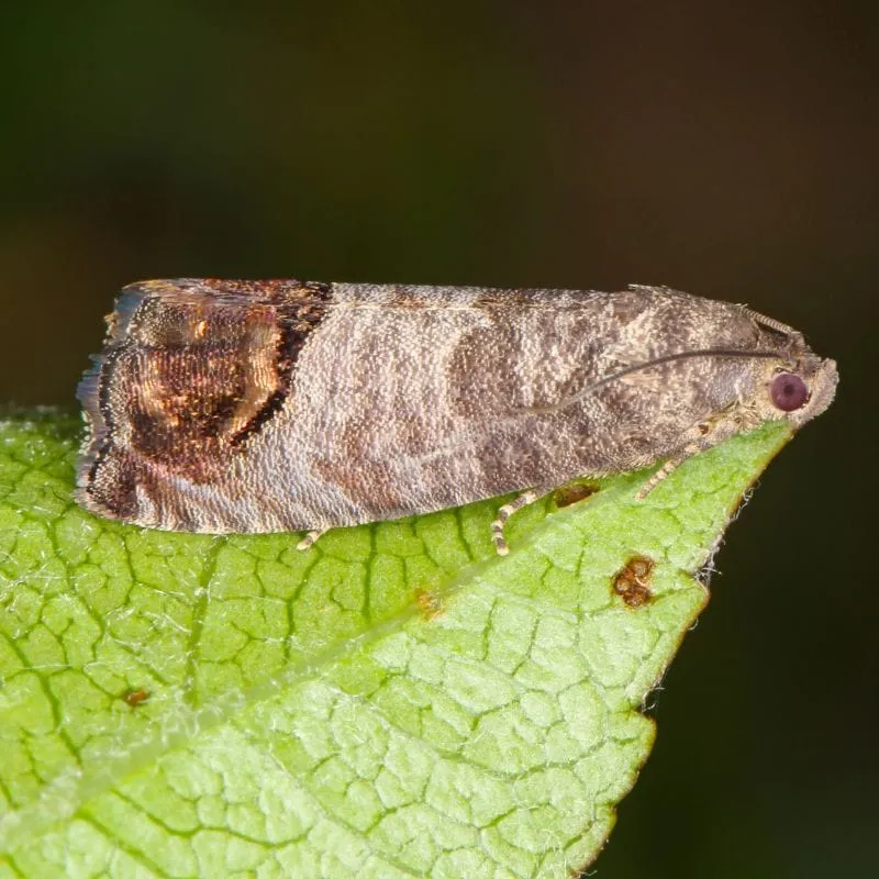 NemaKnights aaltjes tegen rouwmuggen 90 m² biologisch
