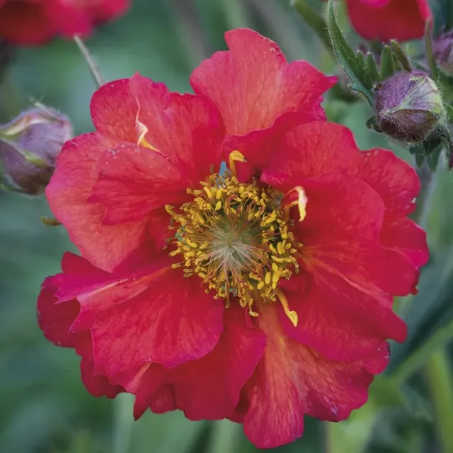 World Botanics Geum Scarlet Tempest vaste planten 3 stuks rood