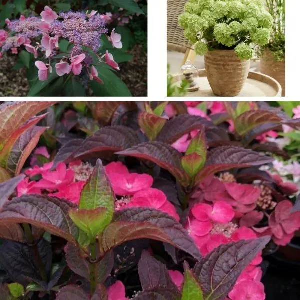 World Botanics Hydrangea Species hortensia planten 3 stuks 9cm