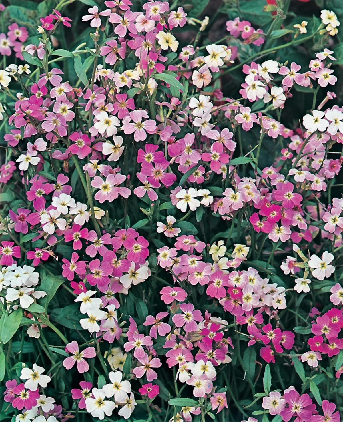 Johnsons Stock Virginian Finest Mixed bloemzaden geurend