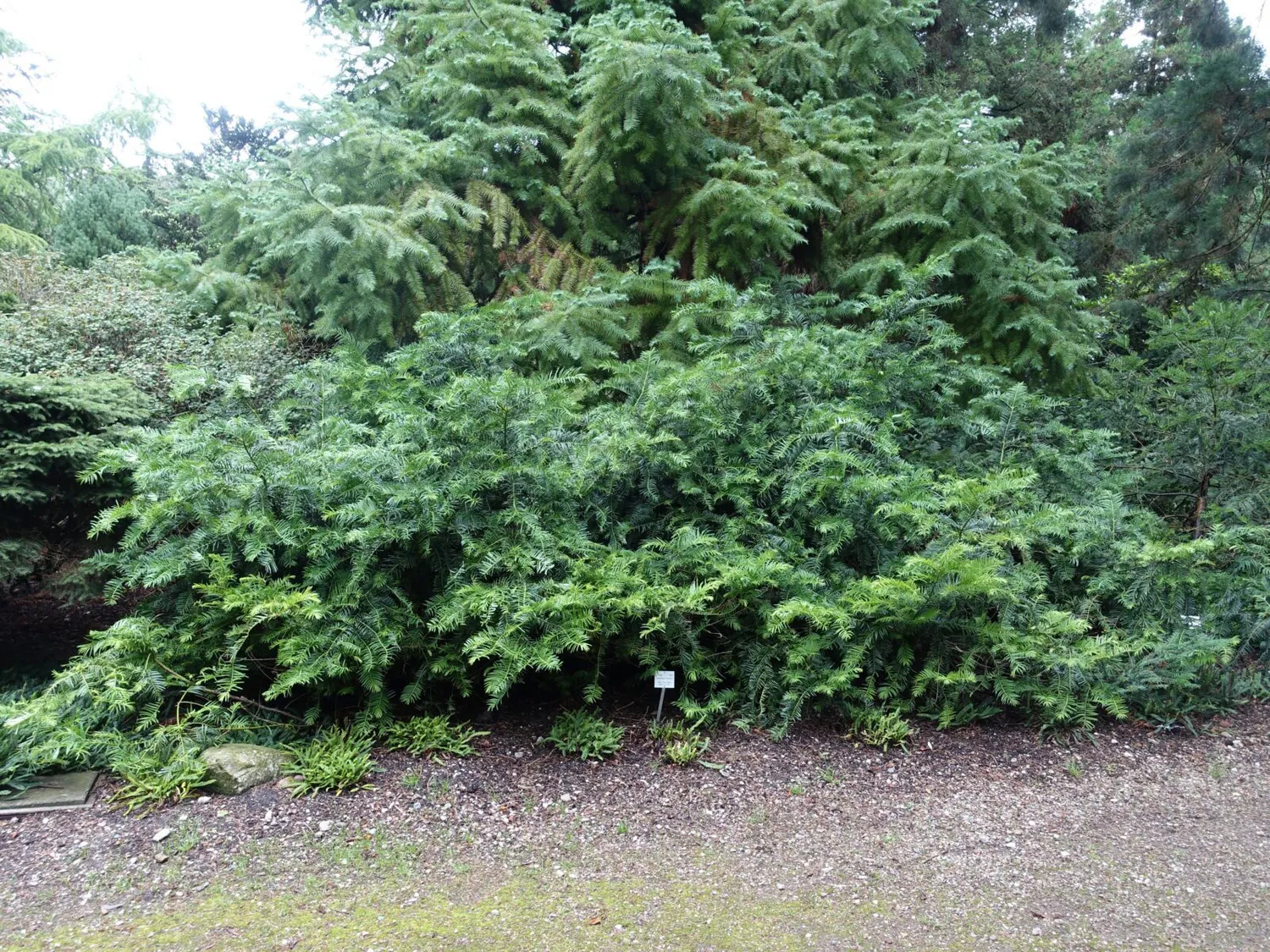 De Tuinen van MergenMetz Chinese knoptaxus plant C2 winterhard
