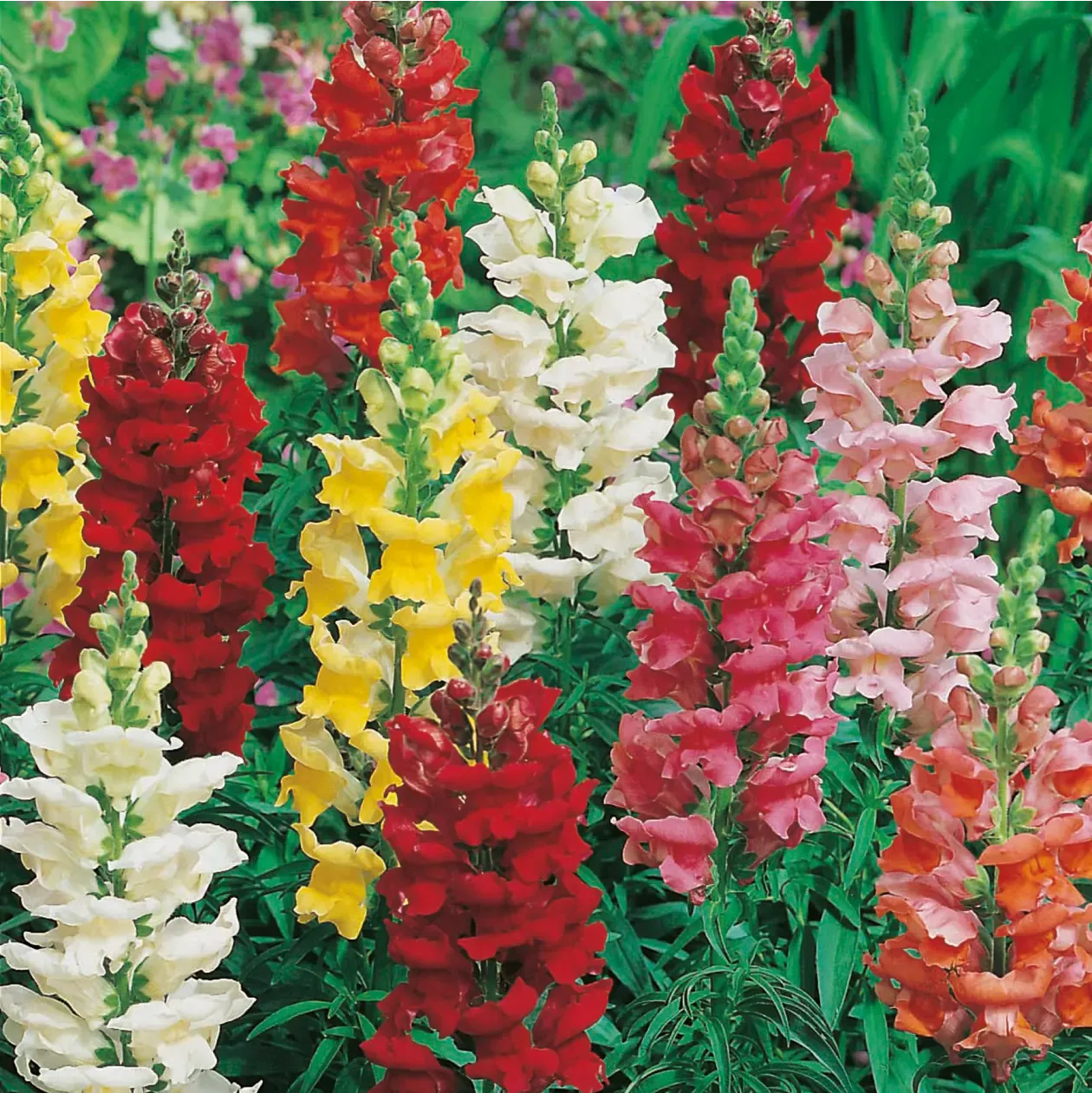 World Botanics Antirrhinum Rust Resistant bloemzaden gemengd