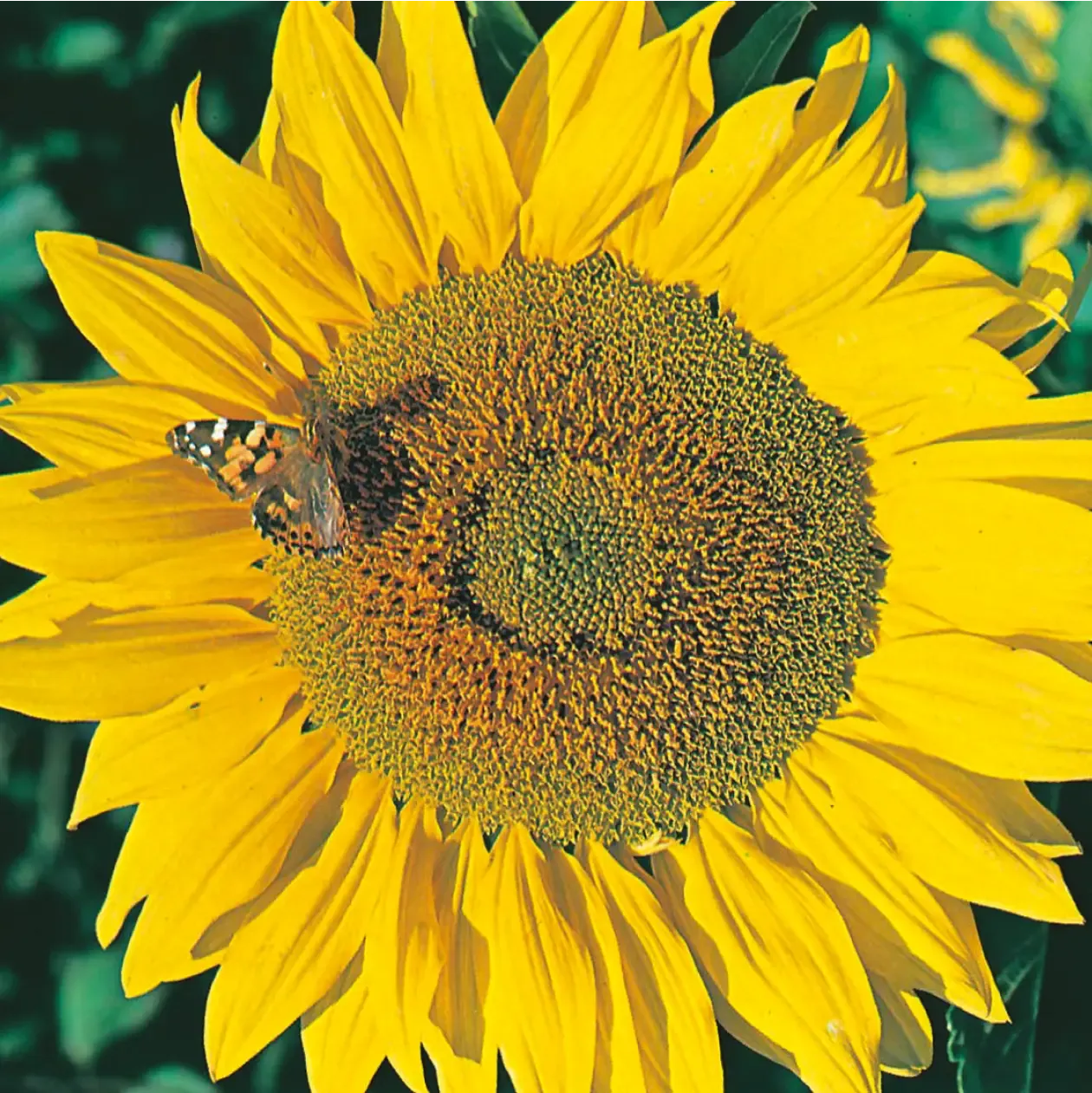 World Botanics Titan zonnebloem zaden reuzenbloem geel