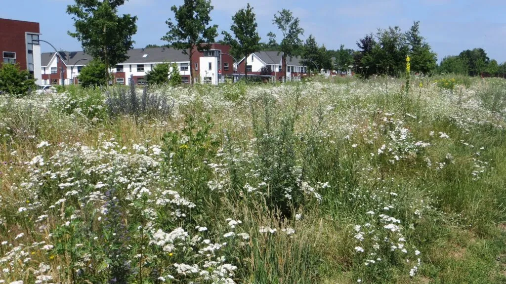 MediGran Graslandflora GD-67 bloemenmengsel zandgrond
