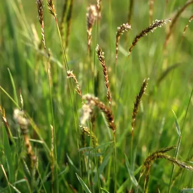MediGran Anthoxanthum odoratum Reukgras zaden meerjarig