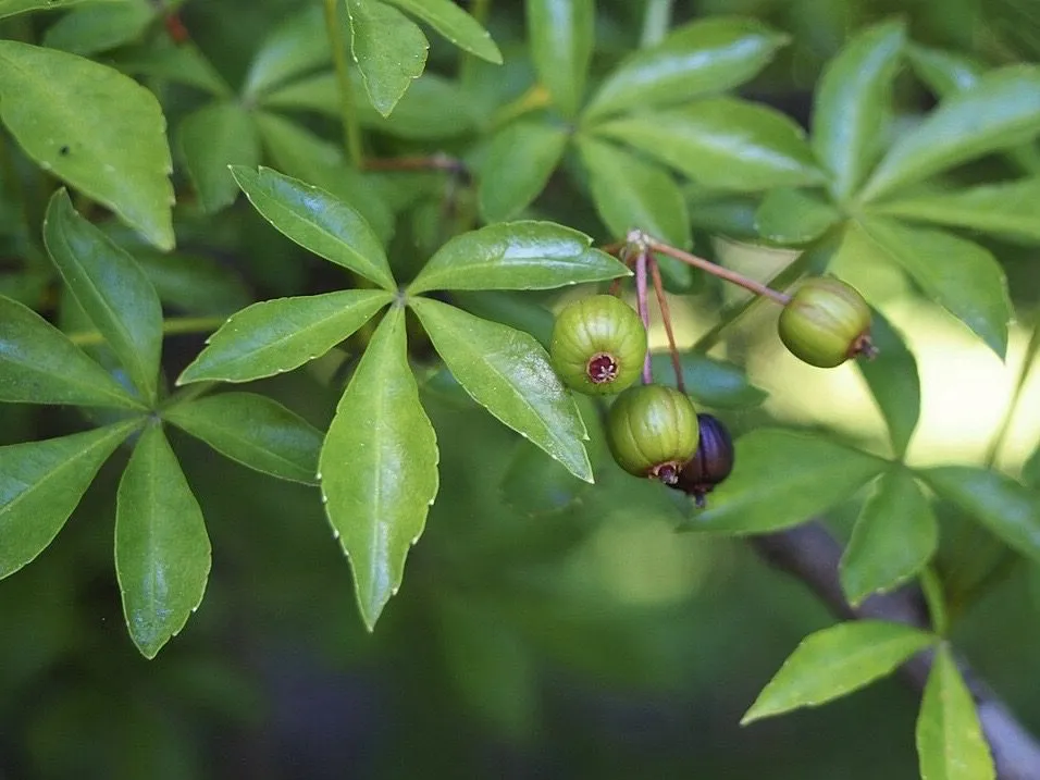 De Tuinen van MergenMetz Siberische ginseng plant P11 winterhard