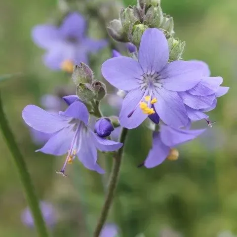 Vitale Rassen Jakobsladder bloemzaden onbespoten
