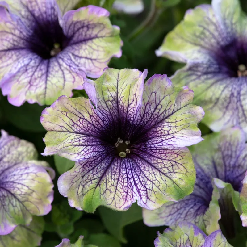 Petunia Plum Cockatoo jonge planten 5 stuks paars-geel