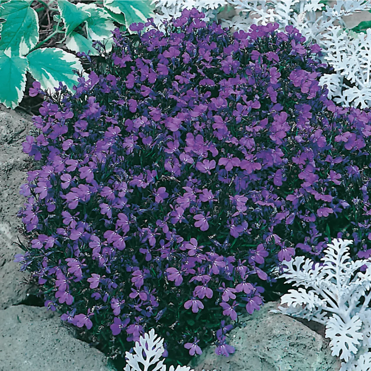 World Botanics Lobelia Crystal Palace zaden compact diepblauw
