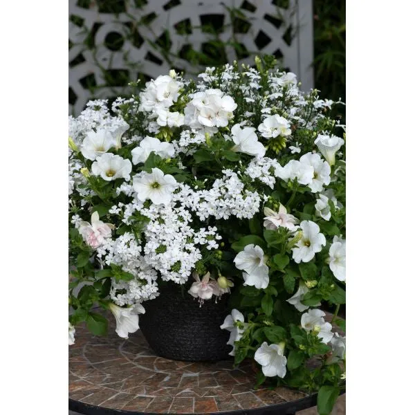 World Botanics Speedplanter Effortless Chic bloemmix 7 planten blauw